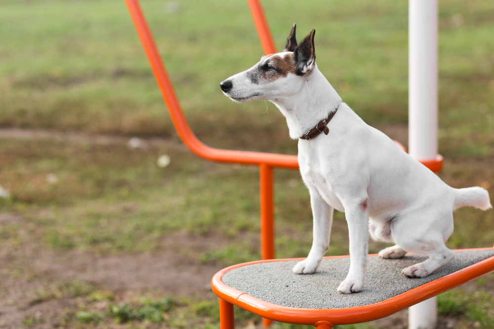 Dog Park Equipment