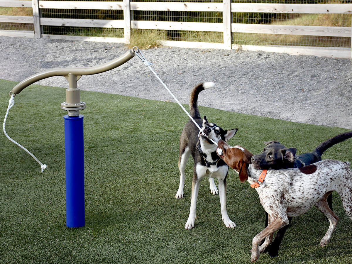 dog park